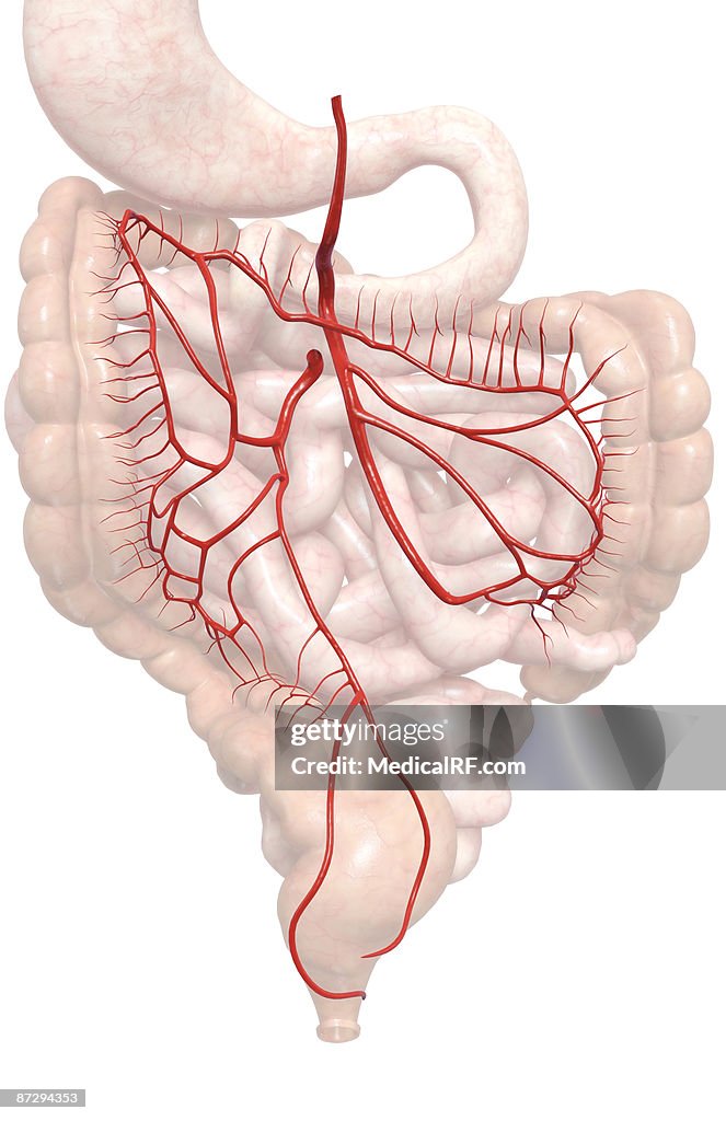 Mesenteric arteries