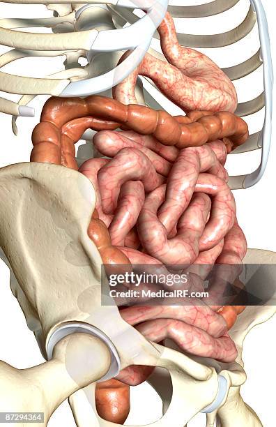 stockillustraties, clipart, cartoons en iconen met the digestive system - menselijke twaalfvingerige darm