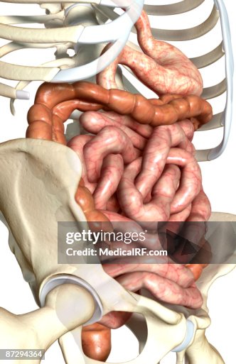 The digestive system The digestive system