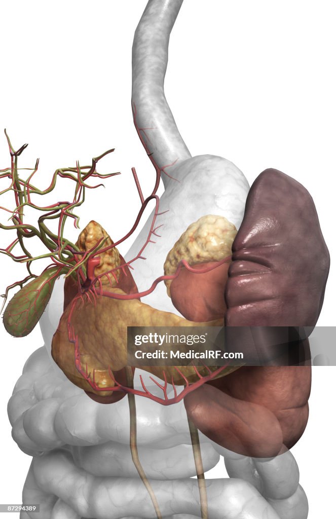 Accessory digestive organs