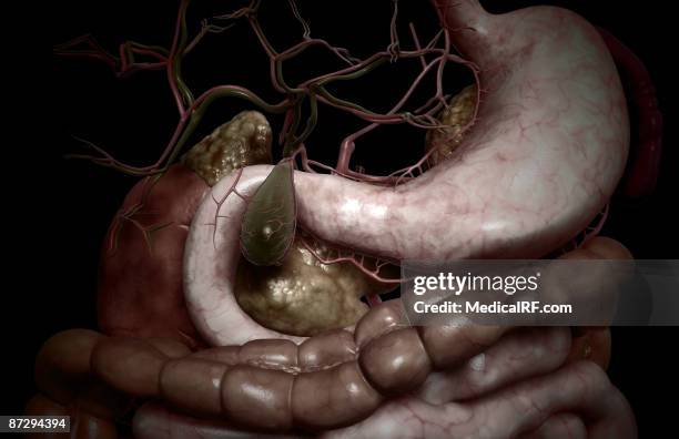 149 Common Bile Duct High Res Illustrations - Getty Images