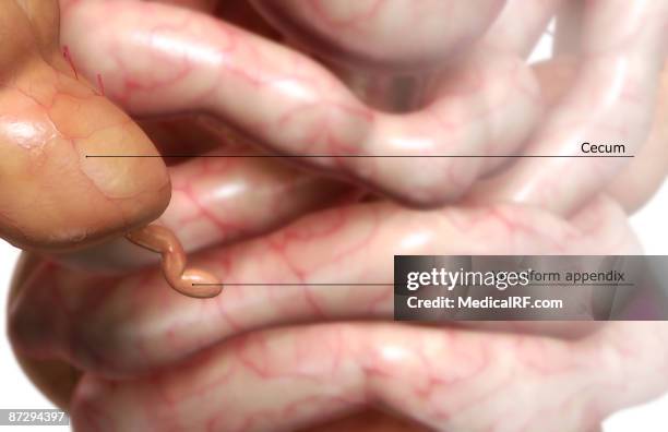 436 Digestive System Labelled Stock Photos, High Biology Diagrams