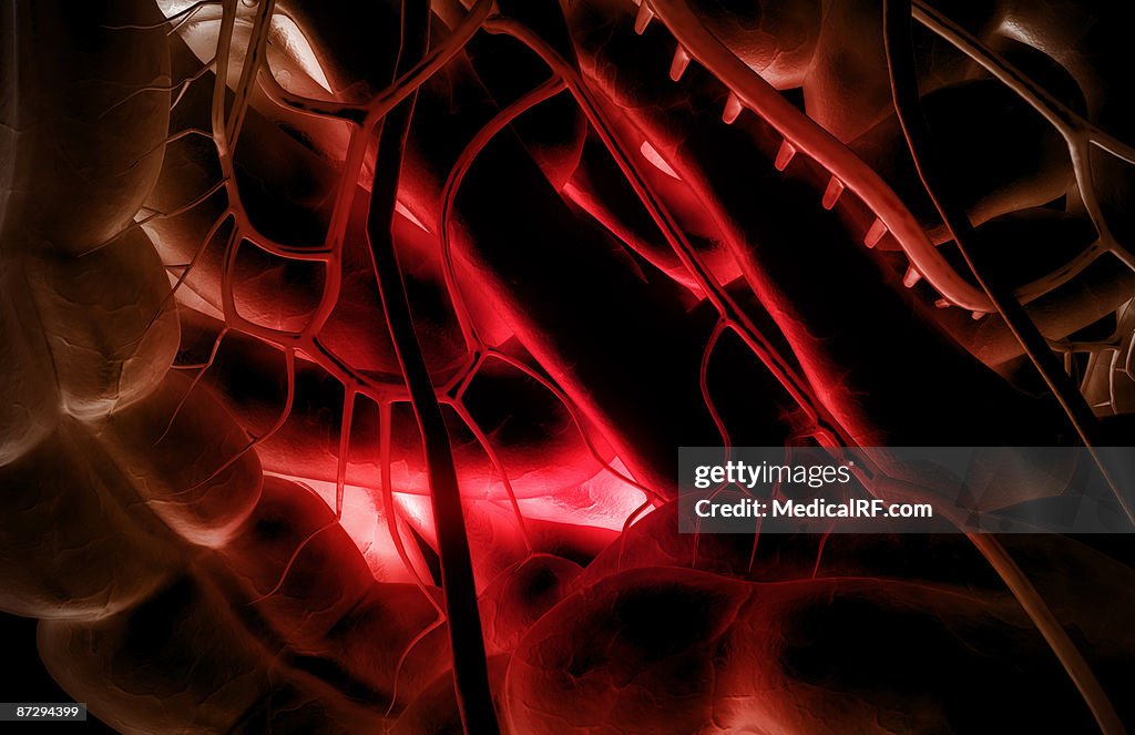 The digestive system