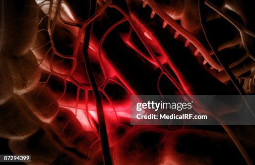 The digestive system The digestive system