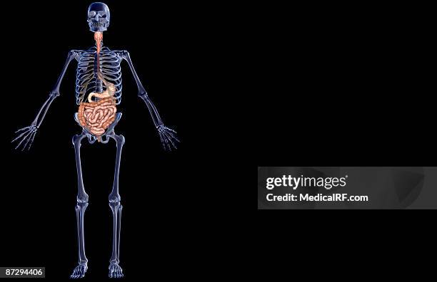 stockillustraties, clipart, cartoons en iconen met the digestive system - menselijke twaalfvingerige darm