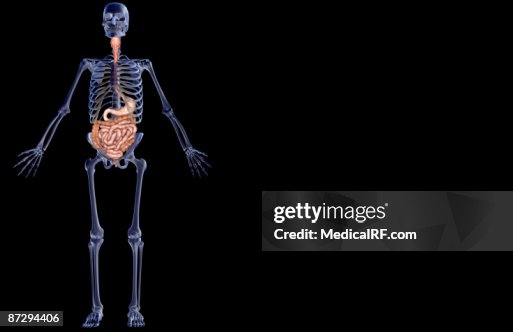 The digestive system The digestive system
