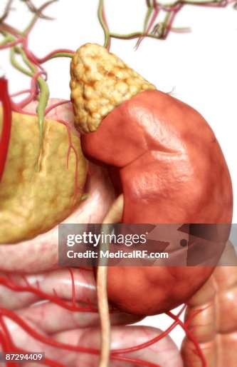 The digestive system The digestive system