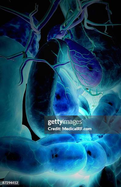 149 Common Bile Duct High Res Illustrations - Getty Images