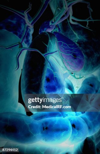 The digestive system The digestive system