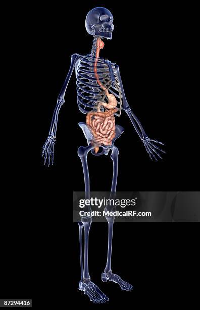 the digestive system - human duodenum stock illustrations