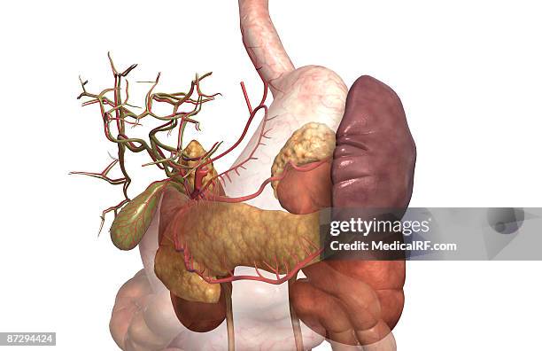 ilustraciones, imágenes clip art, dibujos animados e iconos de stock de accessory digestive organs - arteria cística