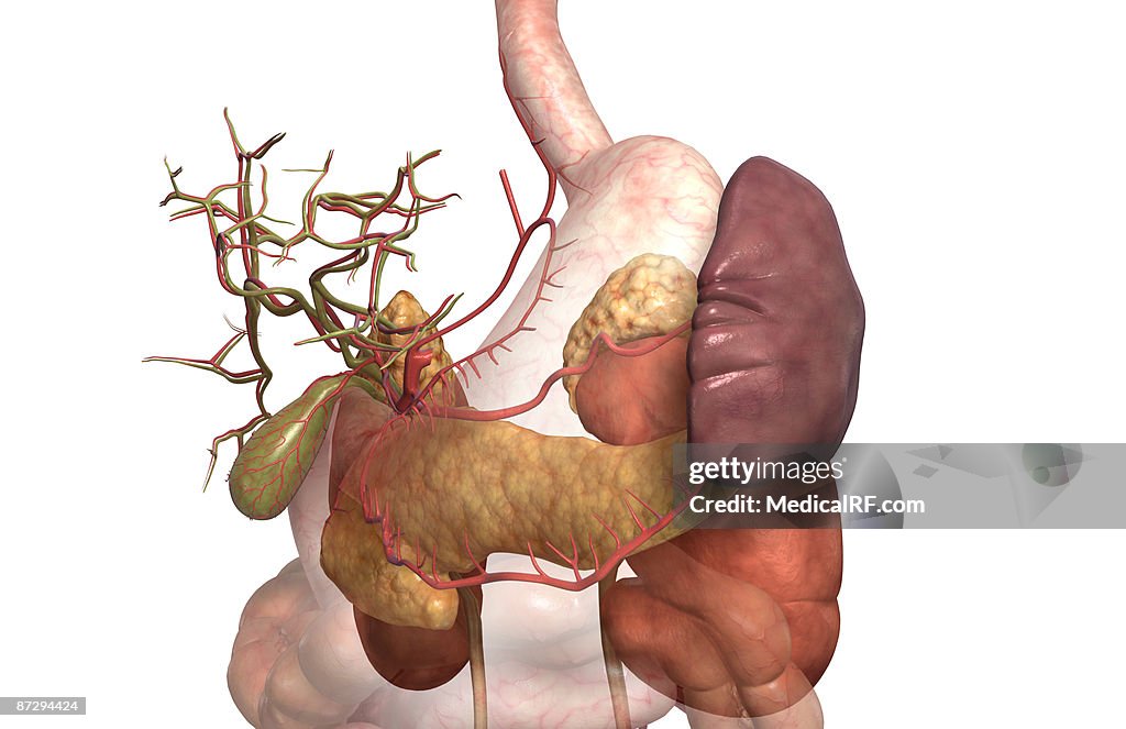 Accessory digestive organs