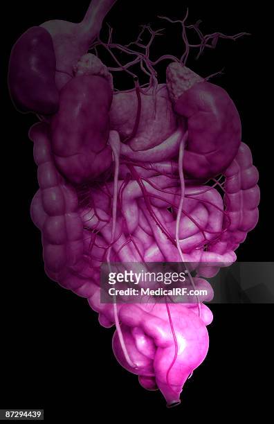 the digestive system - descending colon stock illustrations
