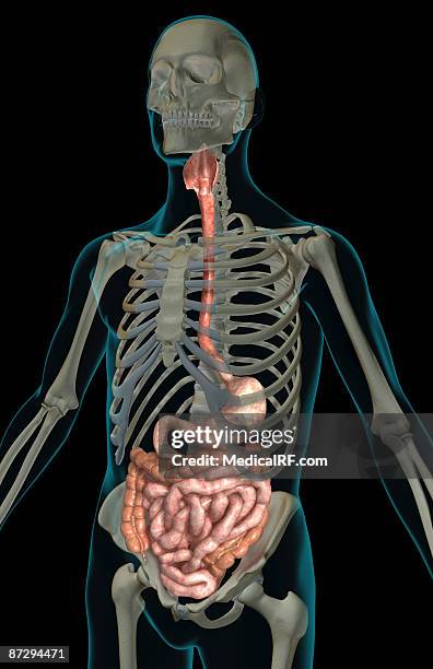 stockillustraties, clipart, cartoons en iconen met the digestive system - menselijke twaalfvingerige darm