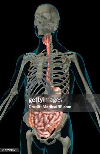 The digestive system The digestive system