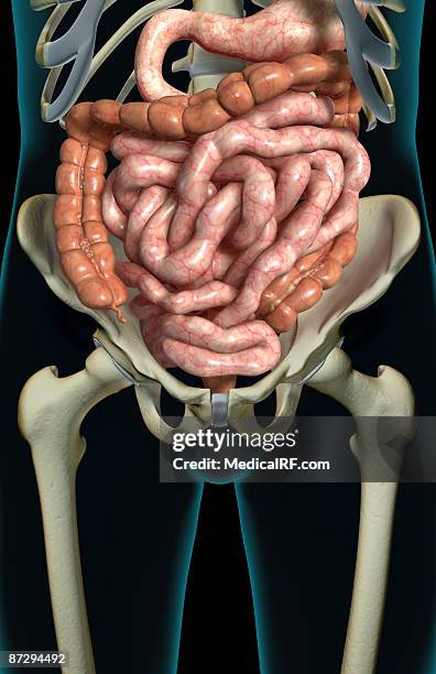 the digestive system - descending colon stock illustrations