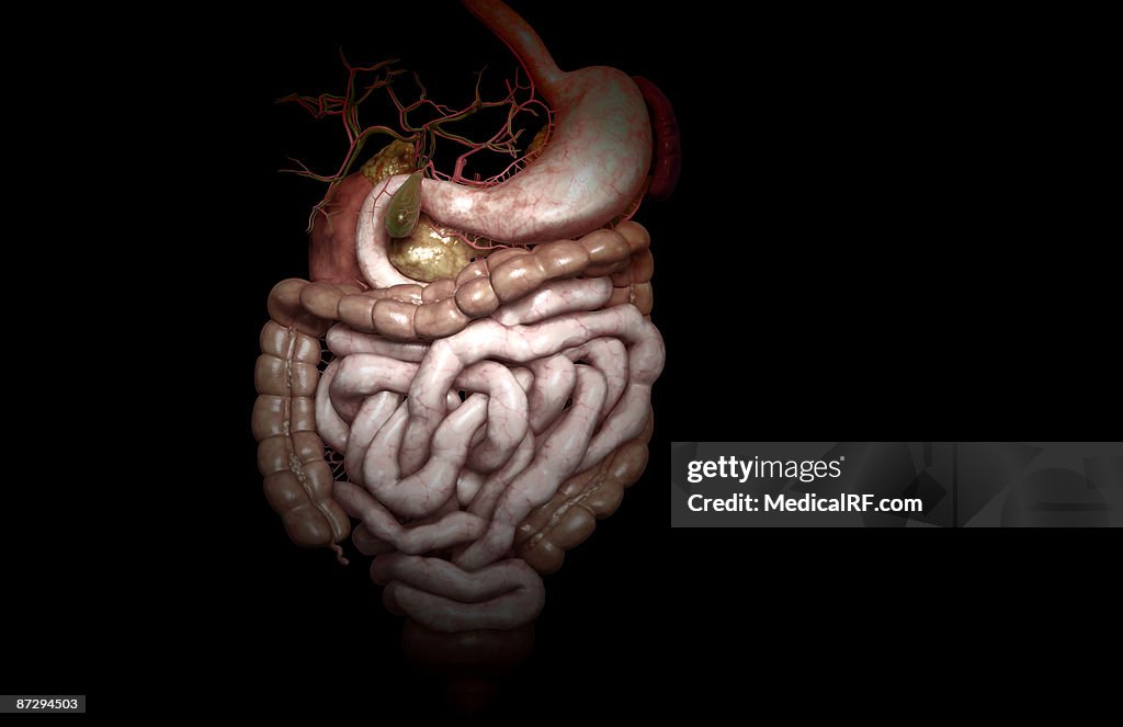 The digestive system
