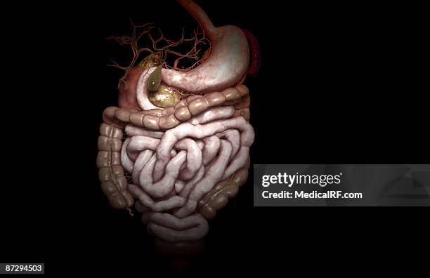 the digestive system - sigmoid colon stock illustrations