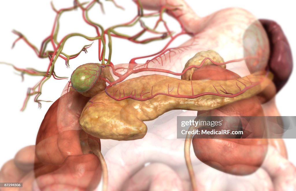 Accessory digestive organs