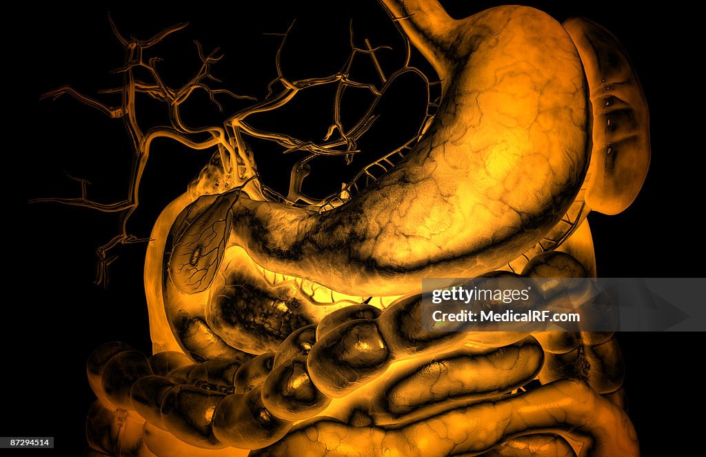 The digestive system