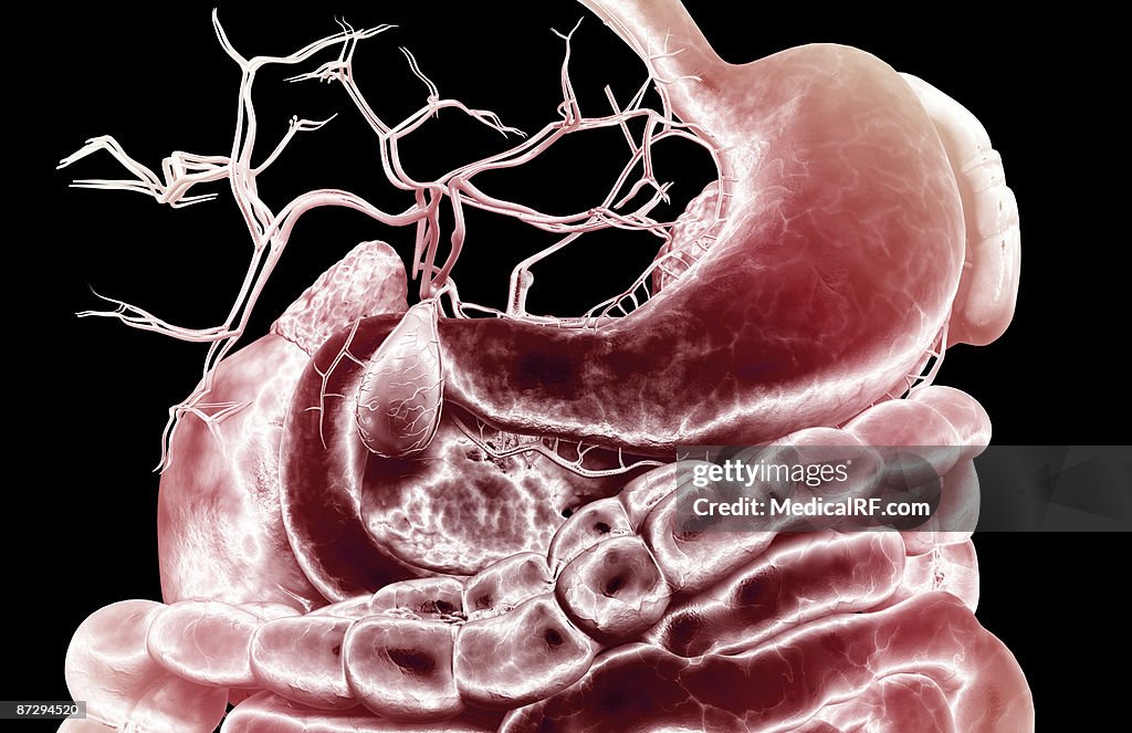The digestive system