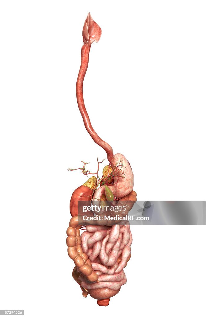 The digestive system