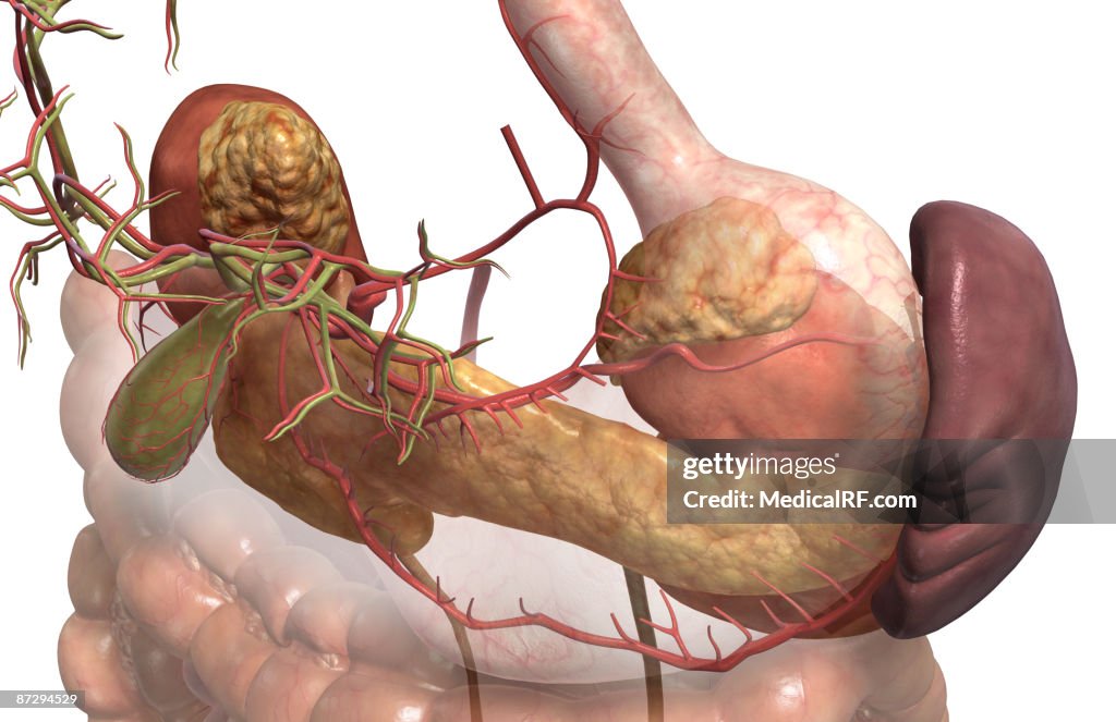 Accessory digestive organs