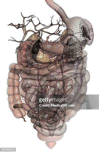 the digestive system - descending colon stock illustrations