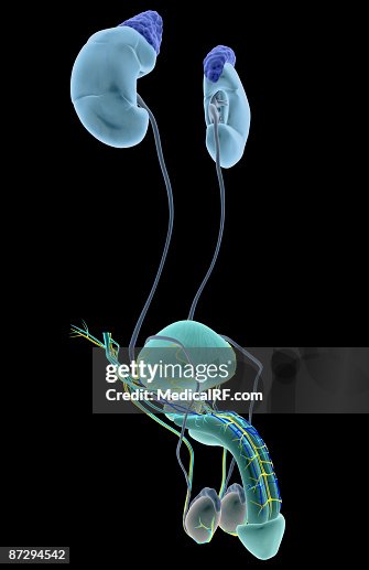 The urinary system The urinary system