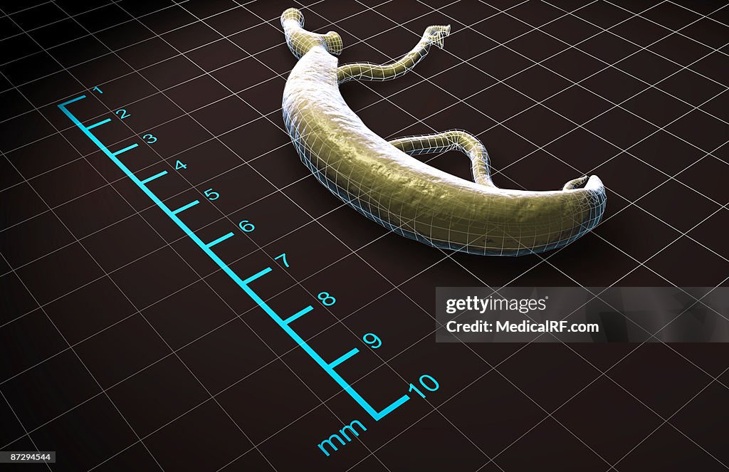 Schistosoma