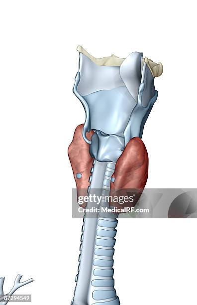 the larynx - thyroid cartilage stock illustrations