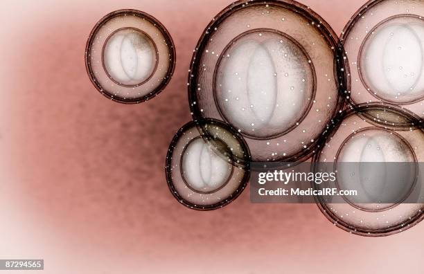 the structure of mrsa - staphylococcus aureus stock illustrations