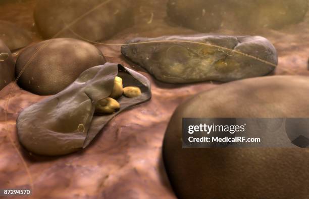 merozoites of malaria - malaria stock illustrations