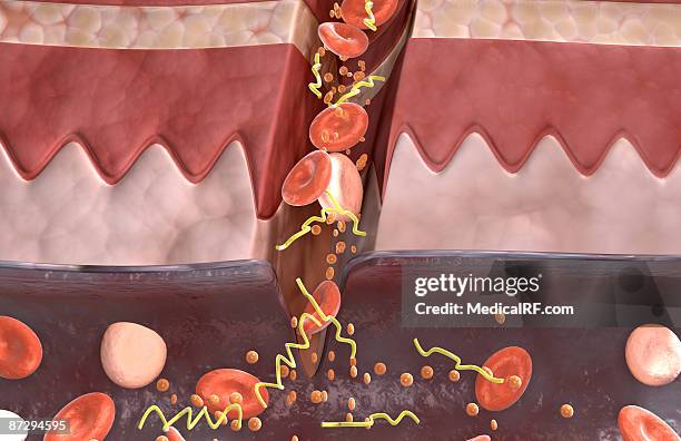 blood clot formation - fibrin stock illustrations