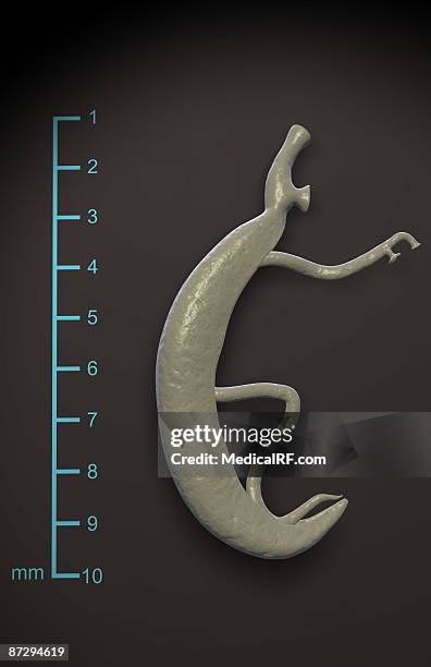 schistosoma - schistosoma mansoni stock illustrations