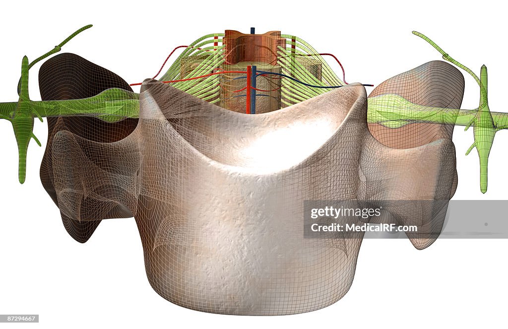 The spinal cord