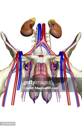 The urinary system The urinary system
