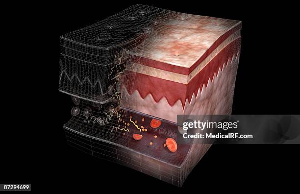 blood clot formation - fibrin stock illustrations