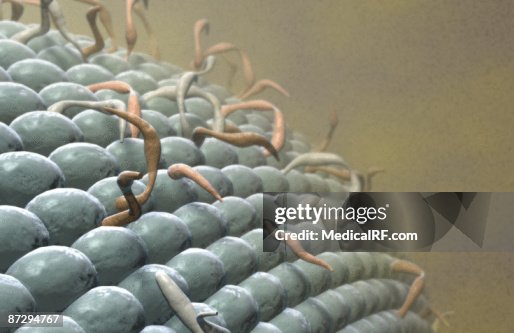 Cell membrane Cell membrane