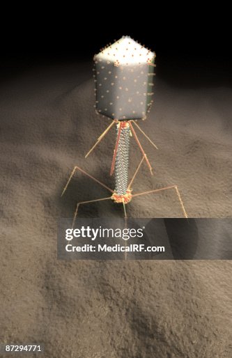 Bacteriophage Bacteriophage