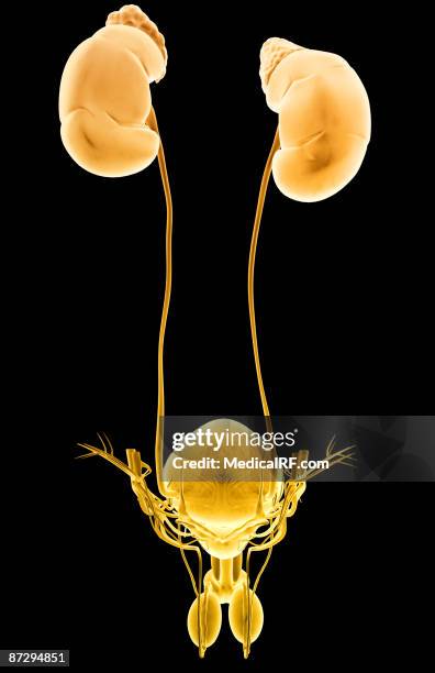the urinary system - human bladder stock illustrations