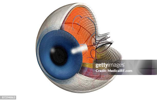 ilustrações, clipart, desenhos animados e ícones de structure of the eye - images