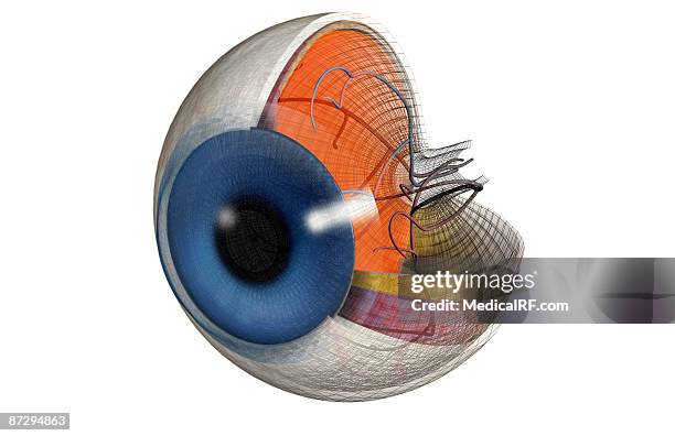 structure of the eye - choroid stock illustrations