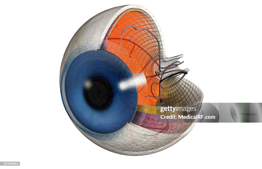 Structure of the eye