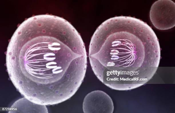 mitosis - telophase stock illustrations