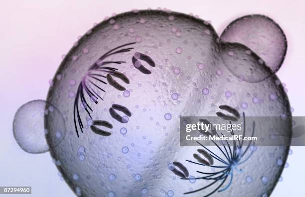 mitosis - anaphase stock illustrations