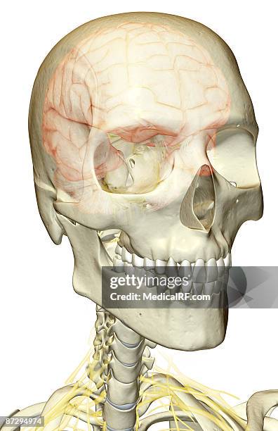 the nerve supply of the head and neck - plexus cervicalis stock-grafiken, -clipart, -cartoons und -symbole