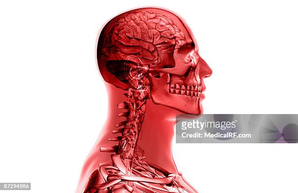 the brain and cervical spinal nerves - plexus cervicalis stock-grafiken, -clipart, -cartoons und -symbole