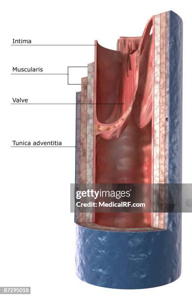 the structure of the vein wall - endothelial stock illustrations