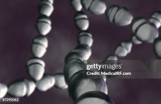Streptococci Streptococci